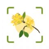 PLANTAE MYSTERIA-plantae