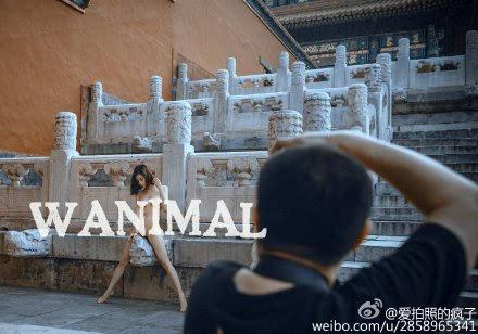 animal