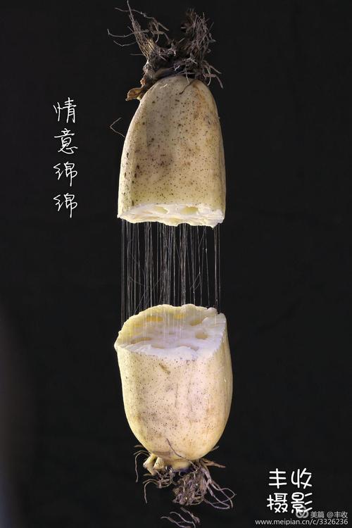 藕断丝连