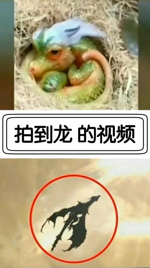 龙物在视频.YW8826