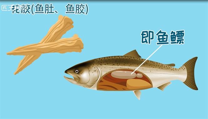 鱼胶是什么鱼的哪个部位图片