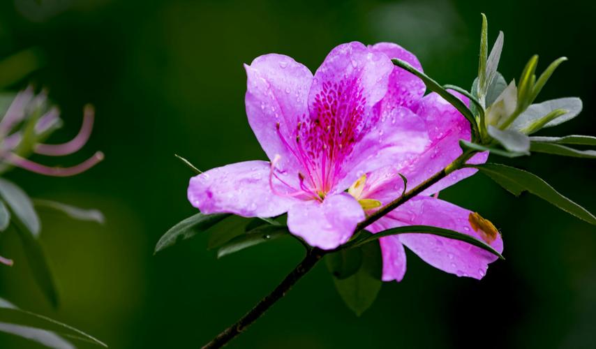 花中西施是什么花?
