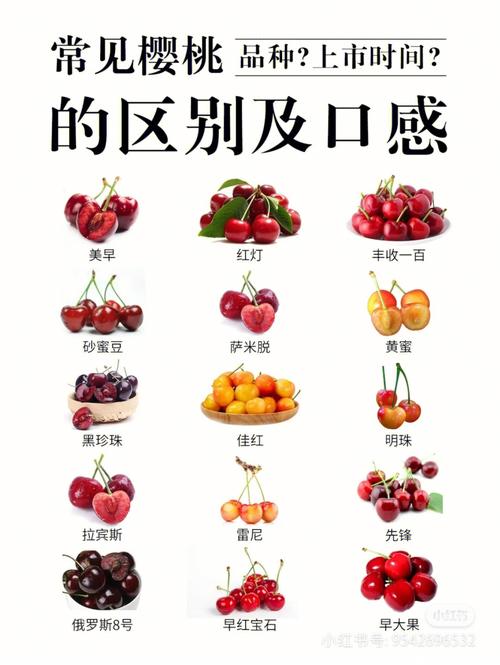 车厘子和樱桃是什么关系?