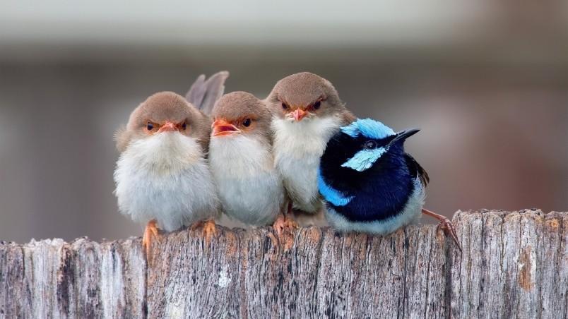 littlebirdy