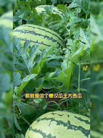 在西瓜视频