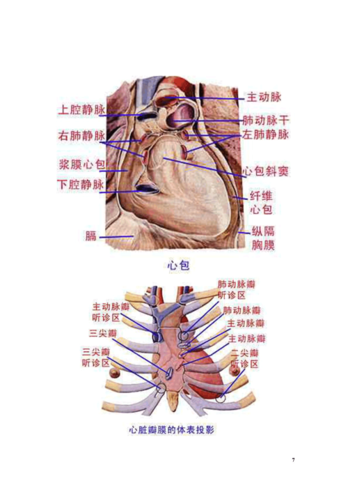 人体解剖学图谱