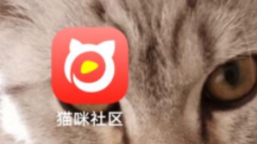 新版猫咪社区