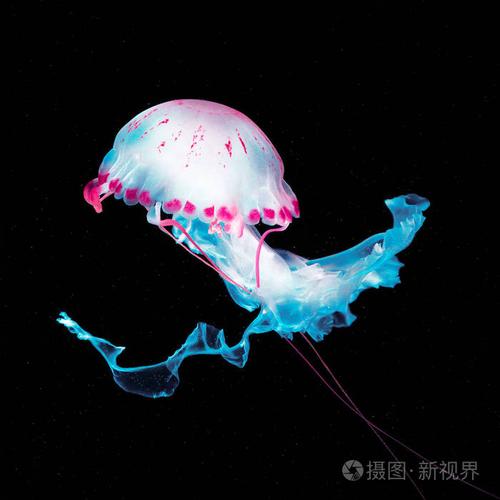 梦幻海底小黑