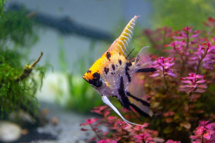 水族箱热带鱼屏保下载