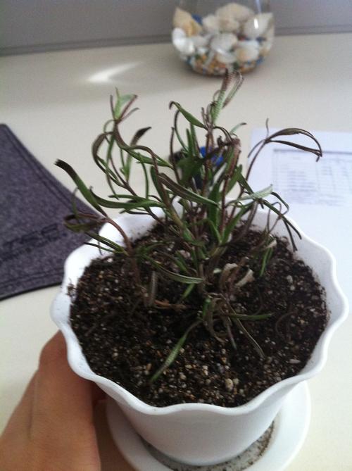 readerex.dll放到哪个位置