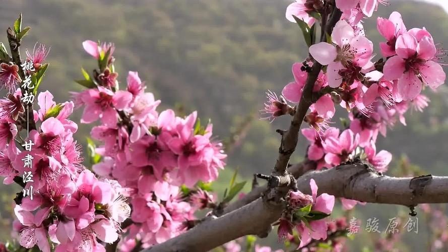 桃花视频大全免费观看3