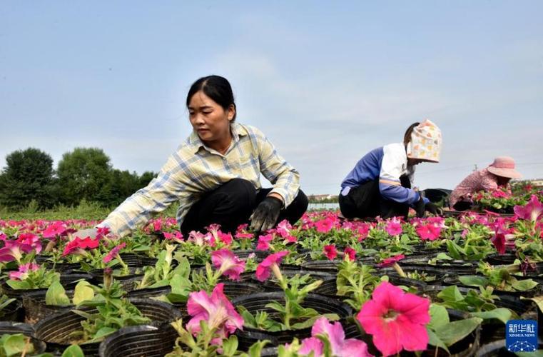 农村花园种花赚钱