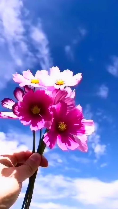 花花视频赚钱