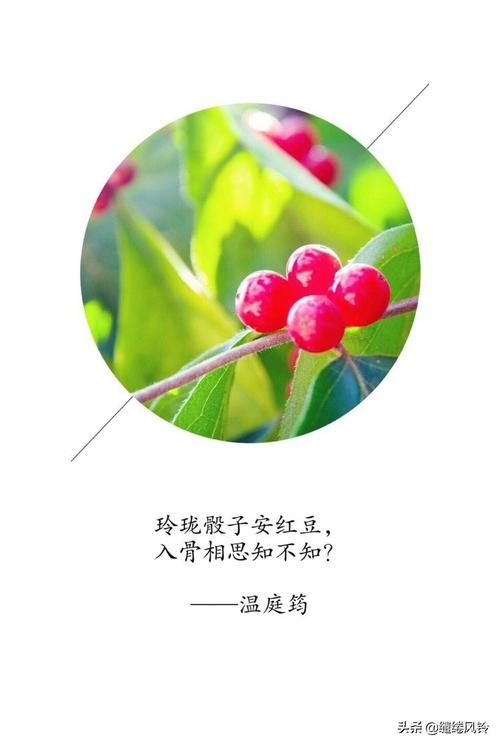 红豆阅读理解答案