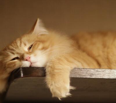 某猫