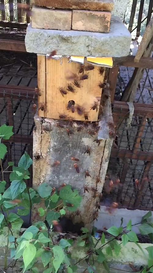 街蜂streetbees下载