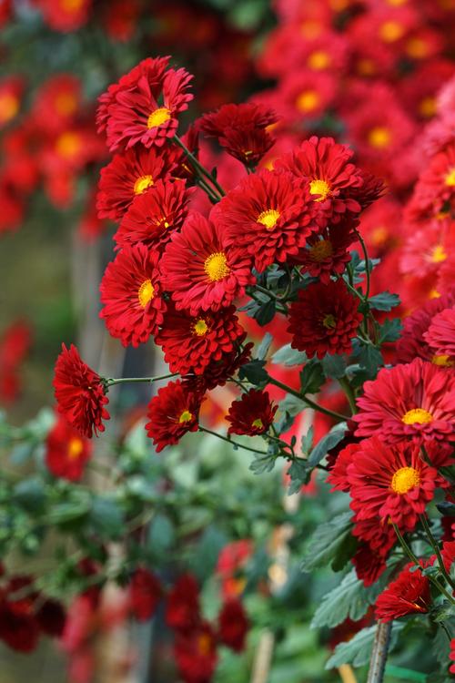 小菊花百科