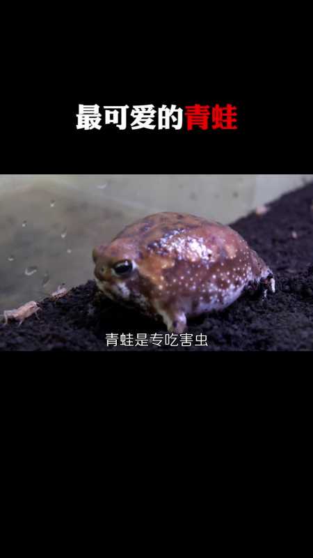青蛙短视频