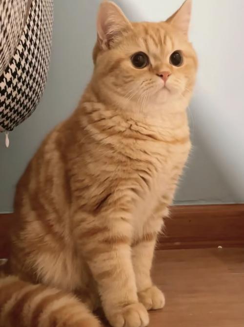 橘猫短视频红包版截图