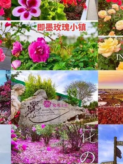 玫瑰小镇官网版