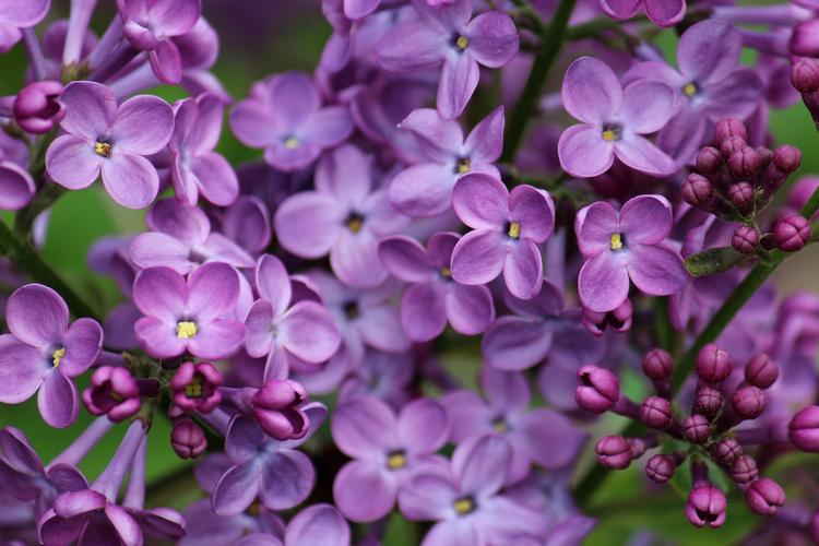 丁香花最新版