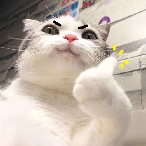喵星赞