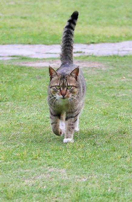 猫步运动的正确走法视频教程截图