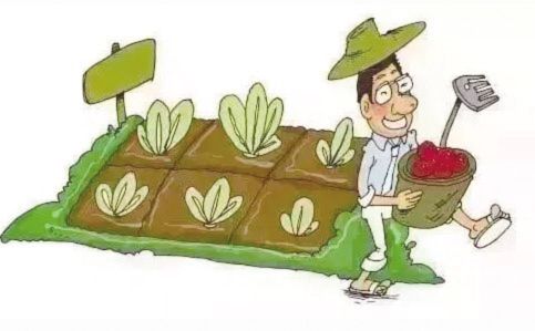 头条种菜攻略