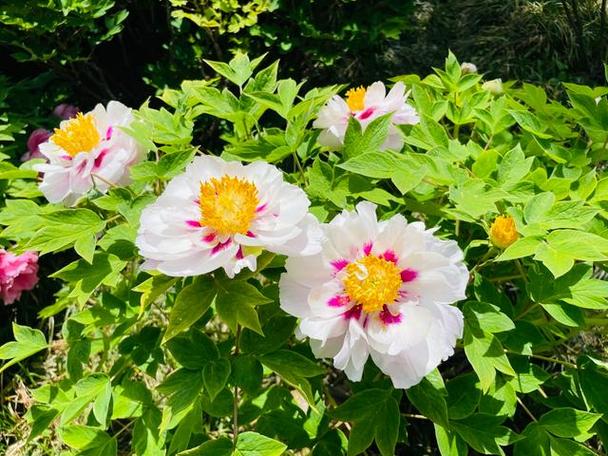 花色视频