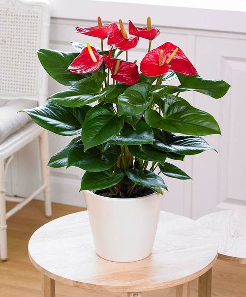 红掌花适合在室内养吗