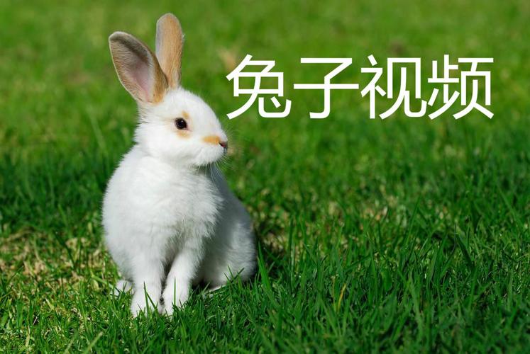 兔子视频大全可爱