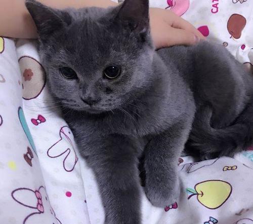 蓝猫多少钱一只截图