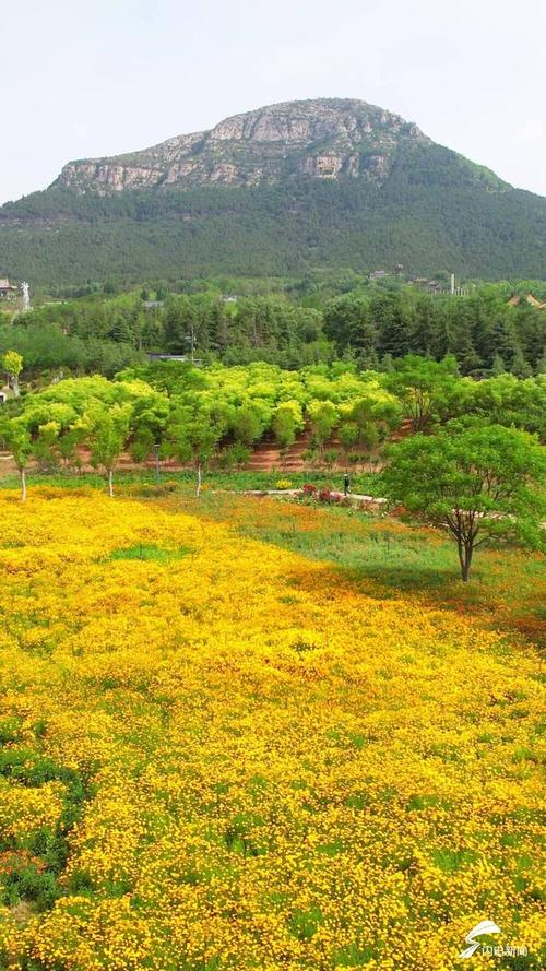 金黄花园红包版下载