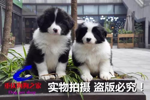 牧羊之家v1.0