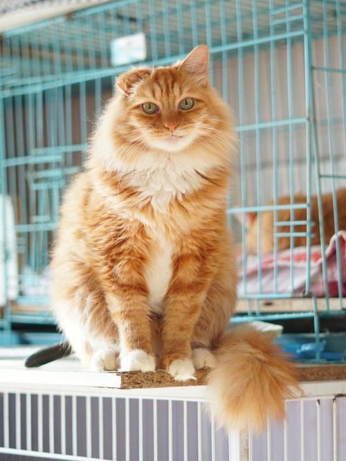 橘猫众包是不是没了