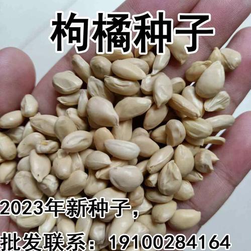 桔子接码截图