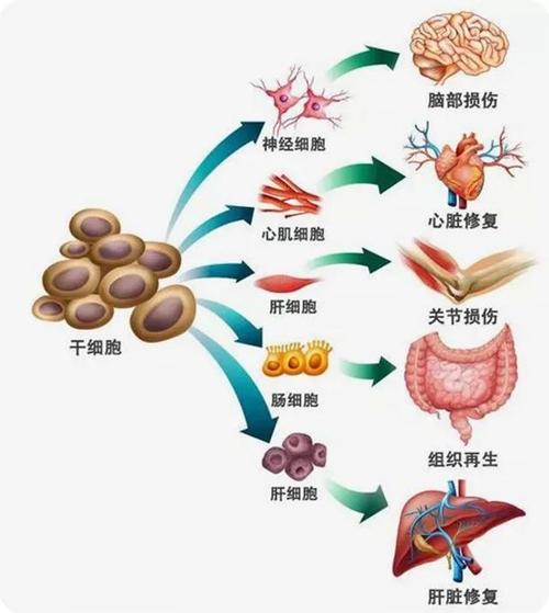 细胞控制物质进出的结构是