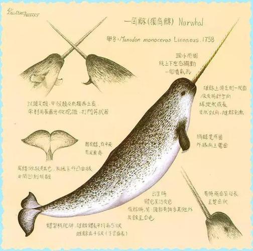 独角鲸绘制辅助v1.8.7