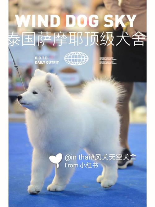 萨摩耶抢单神器2022最新版