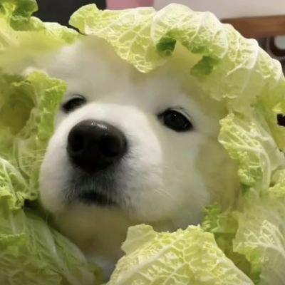 趣萌宠app
