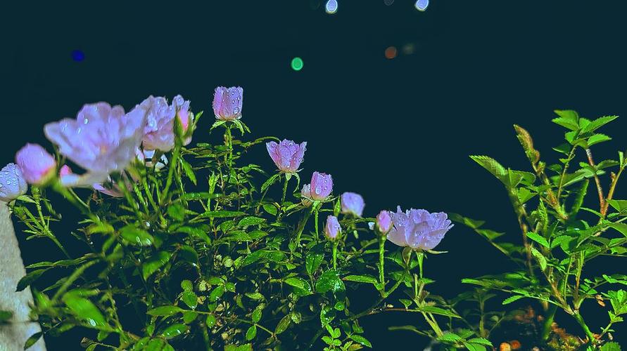 点点笔下花v1.0截图