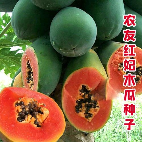 木瓜转基因是怎么回事