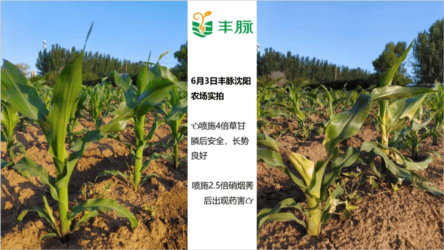 和平除草剂2023最新价格