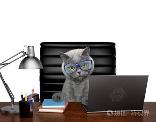 任务猫