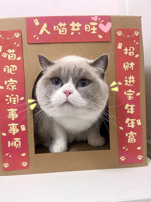 小猫宝盒最新版叫什么软件