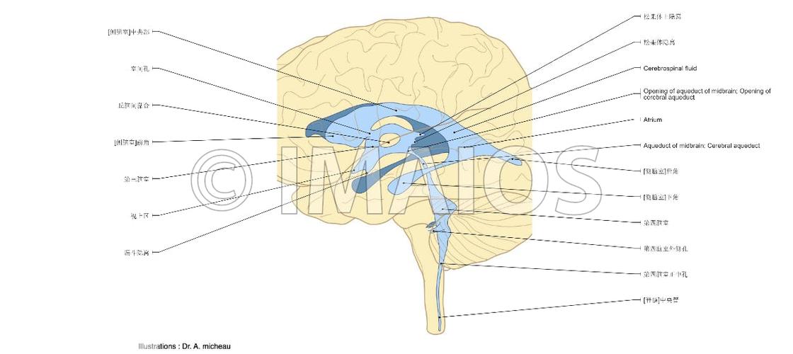 E-Anatomy