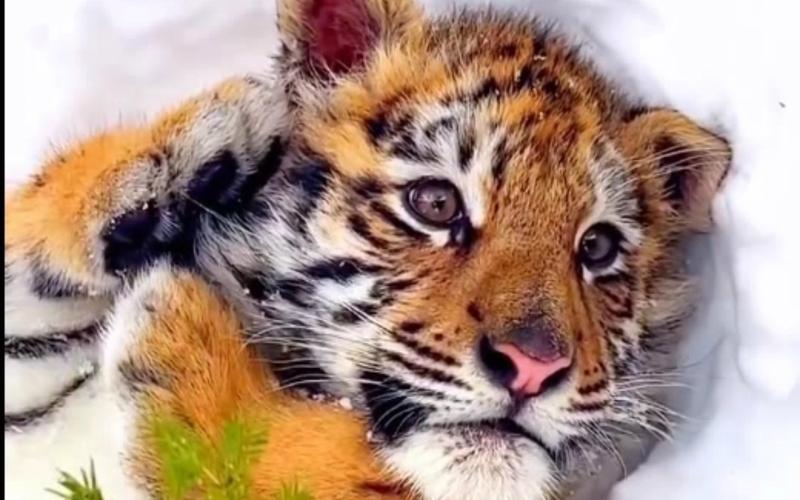 猛虎短视频赚钱版