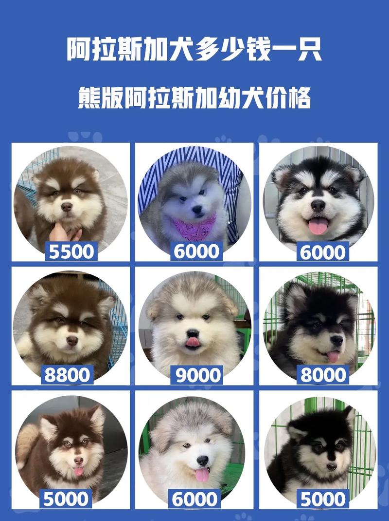 阿拉斯加犬多少钱一只幼崽