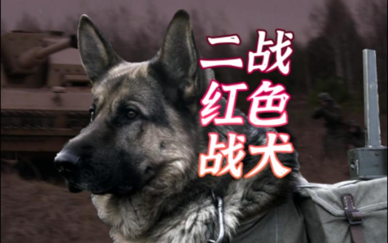 战犬二战9999999金币钻石2023