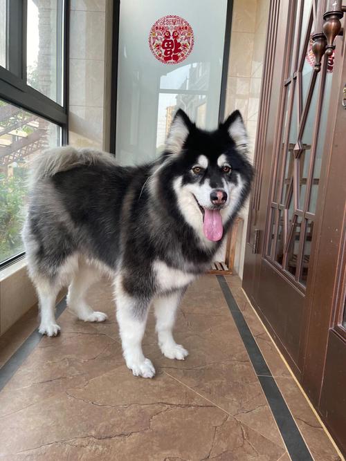 300多斤的巨型阿拉斯加视频